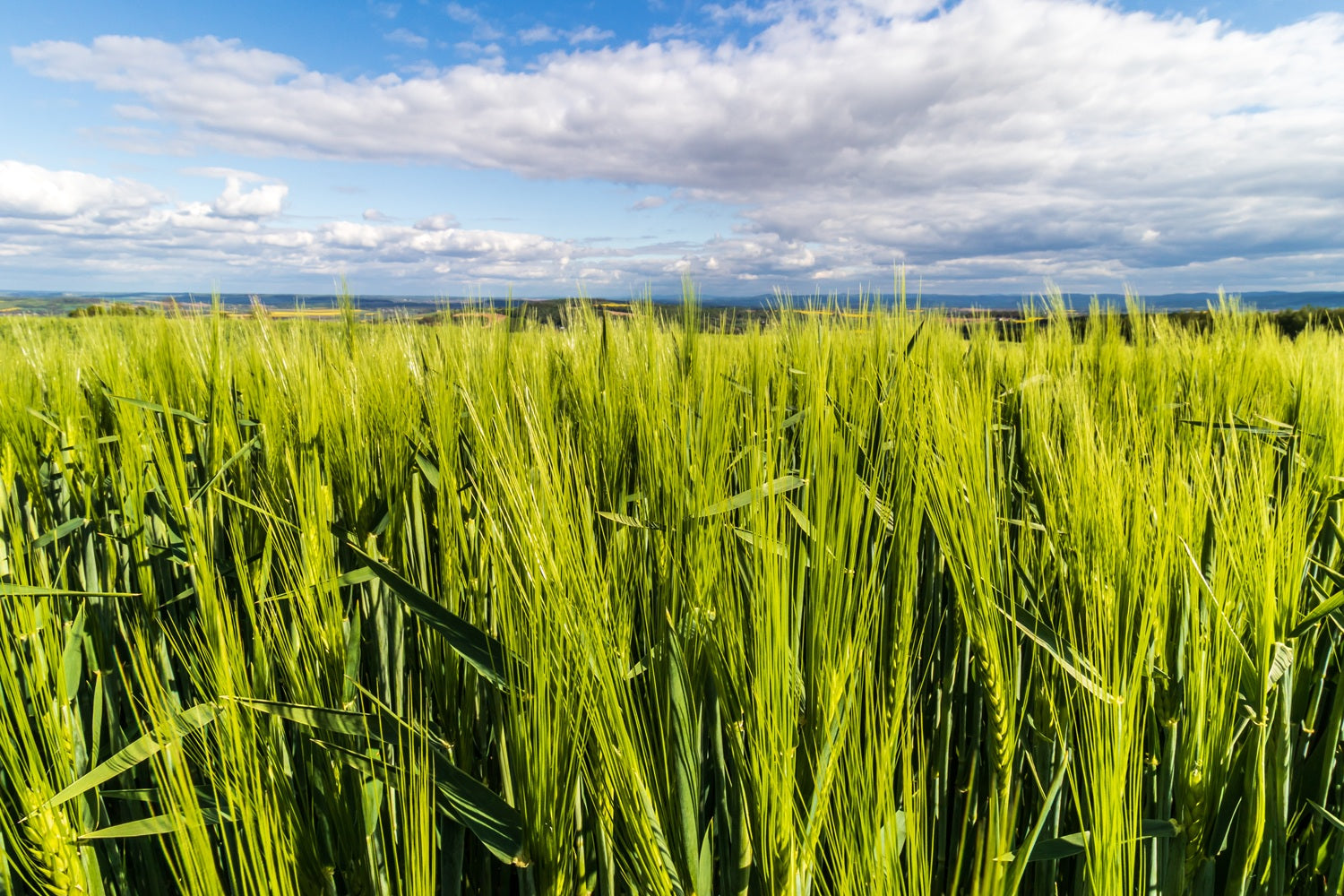 Młody zielony jęczmień – składnik przyszłości